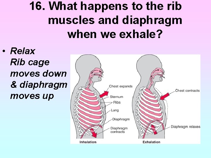 16. What happens to the rib muscles and diaphragm when we exhale? • Relax 16. What happens to the rib muscles and diaphragm when we exhale? • Relax