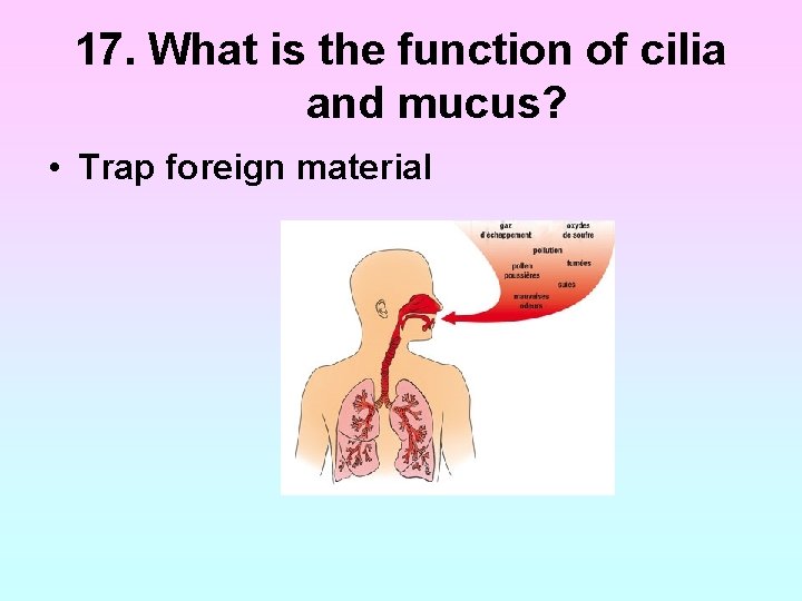 17. What is the function of cilia and mucus? • Trap foreign material 17. What is the function of cilia and mucus? • Trap foreign material