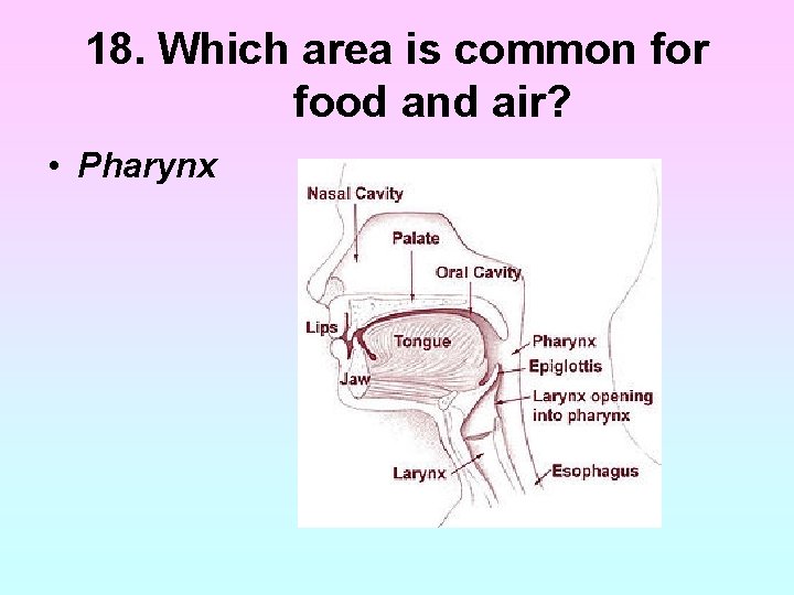18. Which area is common for food and air? • Pharynx 18. Which area is common for food and air? • Pharynx