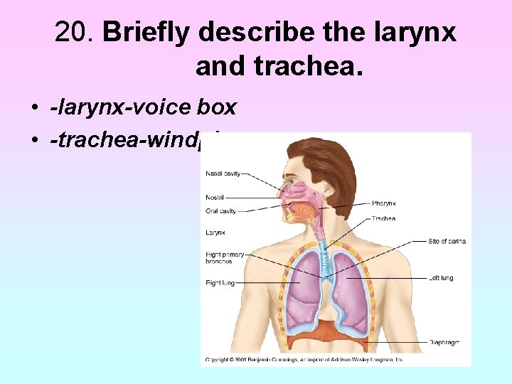 20. Briefly describe the larynx and trachea. • -larynx-voice box • -trachea-windpipe 20. Briefly describe the larynx and trachea. • -larynx-voice box • -trachea-windpipe