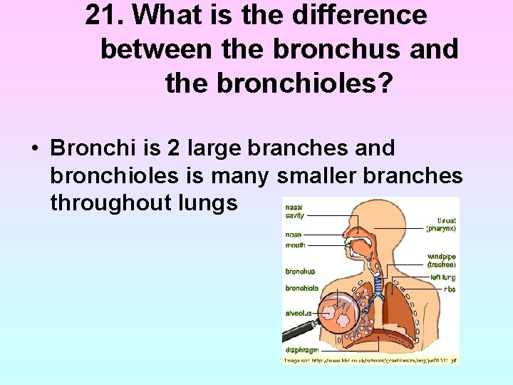 21. What is the difference between the bronchus and the bronchioles? • Bronchi is 21. What is the difference between the bronchus and the bronchioles? • Bronchi is