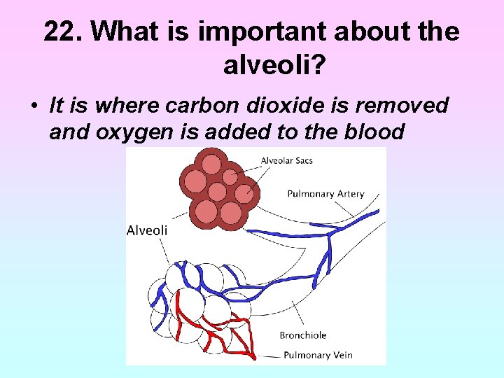 22. What is important about the alveoli? • It is where carbon dioxide is 22. What is important about the alveoli? • It is where carbon dioxide is
