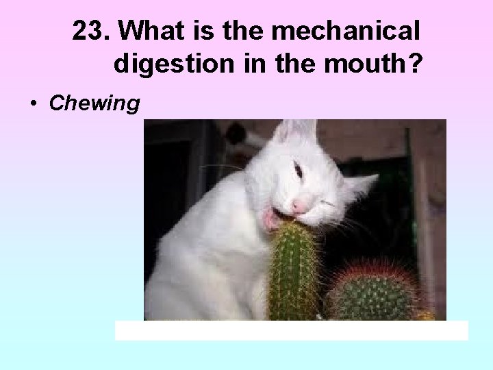 23. What is the mechanical digestion in the mouth? • Chewing 23. What is the mechanical digestion in the mouth? • Chewing