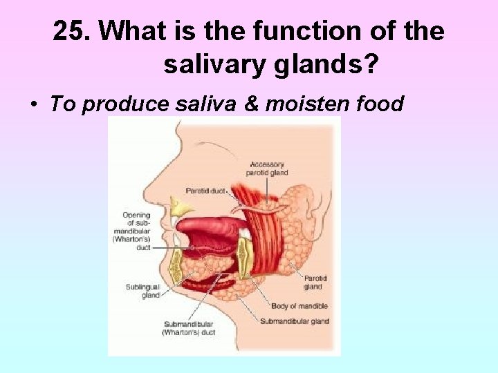 25. What is the function of the salivary glands? • To produce saliva & 25. What is the function of the salivary glands? • To produce saliva &