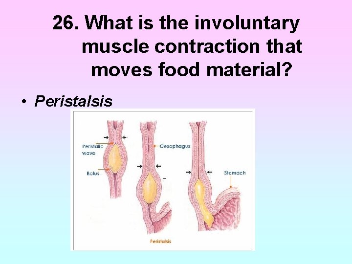 26. What is the involuntary muscle contraction that moves food material? • Peristalsis 26. What is the involuntary muscle contraction that moves food material? • Peristalsis