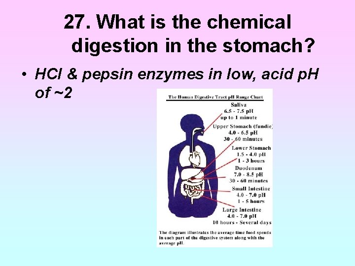 27. What is the chemical digestion in the stomach? • HCI & pepsin enzymes 27. What is the chemical digestion in the stomach? • HCI & pepsin enzymes