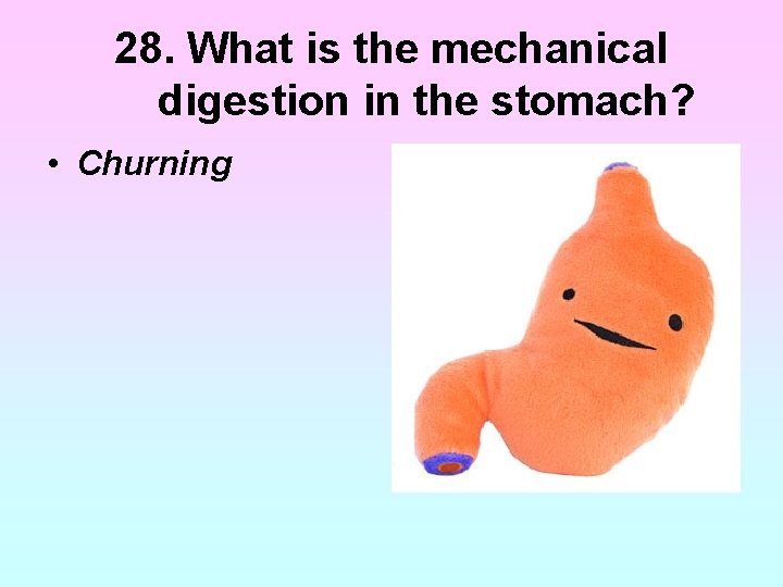 28. What is the mechanical digestion in the stomach? • Churning 28. What is the mechanical digestion in the stomach? • Churning