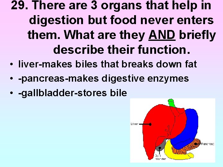 29. There are 3 organs that help in digestion but food never enters them. 29. There are 3 organs that help in digestion but food never enters them.