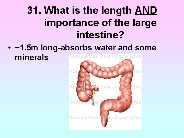 31. What is the length AND importance of the large intestine? • ~1. 5 31. What is the length AND importance of the large intestine? • ~1. 5