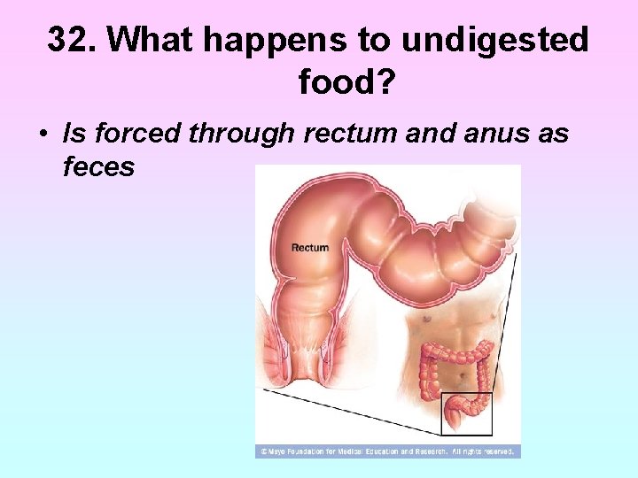 32. What happens to undigested food? • Is forced through rectum and anus as 32. What happens to undigested food? • Is forced through rectum and anus as