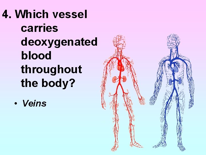 4. Which vessel carries deoxygenated blood throughout the body? • Veins 4. Which vessel carries deoxygenated blood throughout the body? • Veins