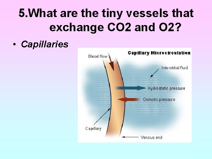 5. What are the tiny vessels that exchange CO 2 and O 2? • 5. What are the tiny vessels that exchange CO 2 and O 2? •