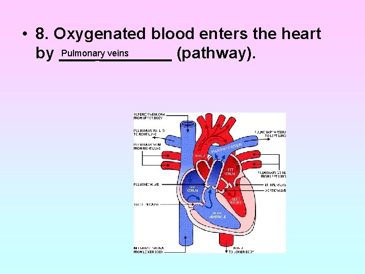 • 8. Oxygenated blood enters the heart Pulmonary veins by ________ (pathway). • 8. Oxygenated blood enters the heart Pulmonary veins by ________ (pathway).