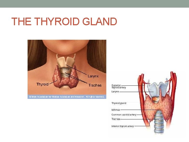 THE THYROID GLAND 