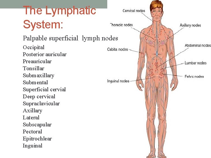 The Lymphatic System: Palpable superficial lymph nodes Occipital Posterior auricular Preauricular Tonsillar Submaxillary Submental