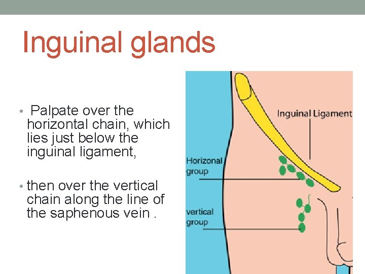 Inguinal glands • Palpate over the horizontal chain, which lies just below the inguinal