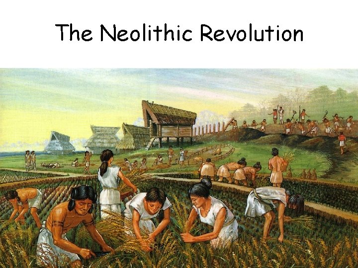 The Neolithic Revolution The Neolithic Revolution