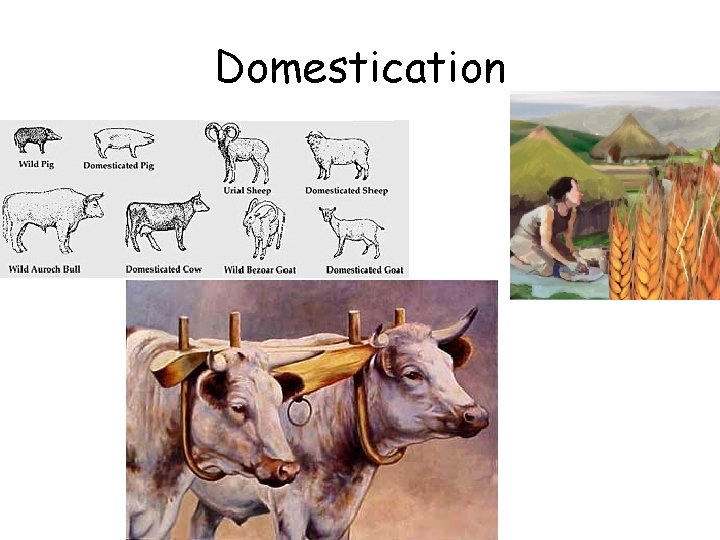 Domestication Domestication