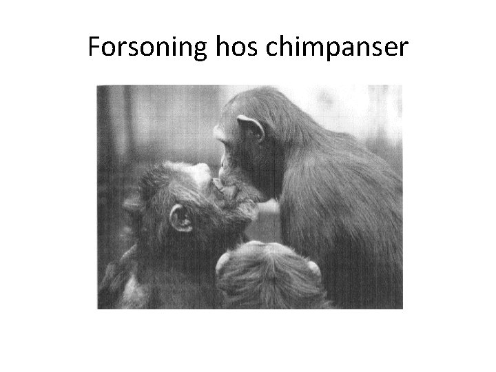 Forsoning hos chimpanser 