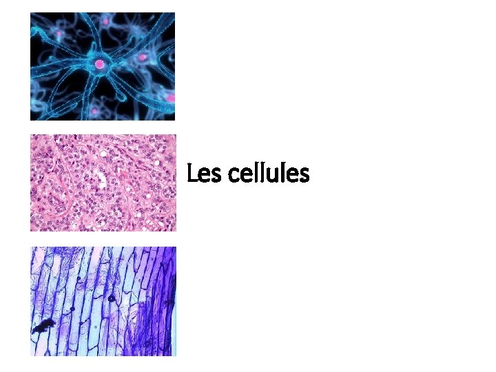 Les cellules 