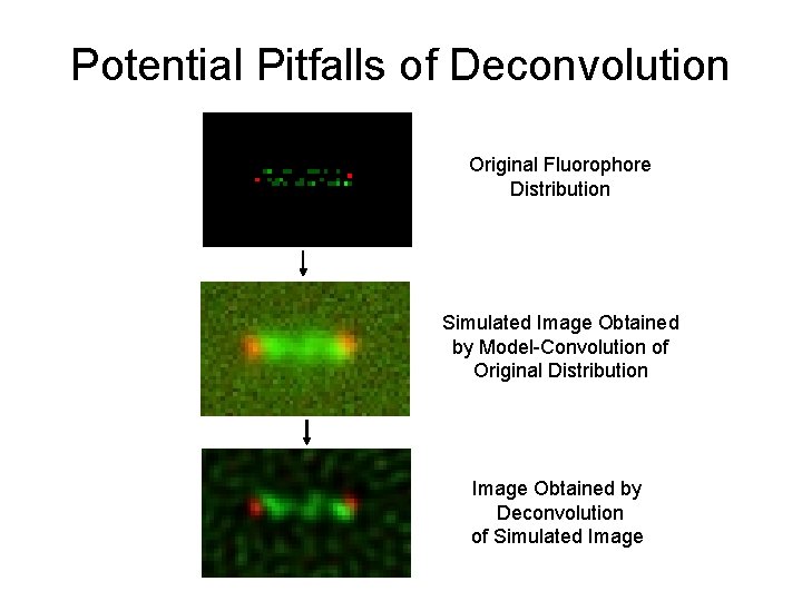 Potential Pitfalls of Deconvolution Original Fluorophore Distribution Simulated Image Obtained by Model-Convolution of Original