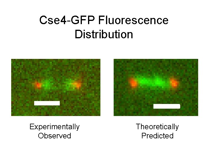 Cse 4 -GFP Fluorescence Distribution Experimentally Observed Theoretically Predicted 