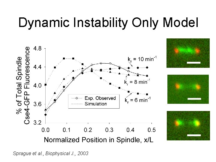 Dynamic Instability Only Model Sprague et al. , Biophysical J. , 2003 