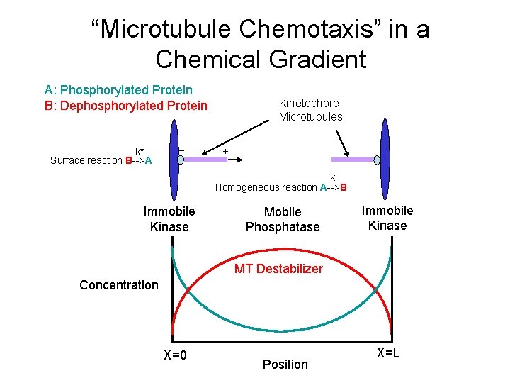 “Microtubule Chemotaxis” in a Chemical Gradient A: Phosphorylated Protein B: Dephosphorylated Protein k* Surface