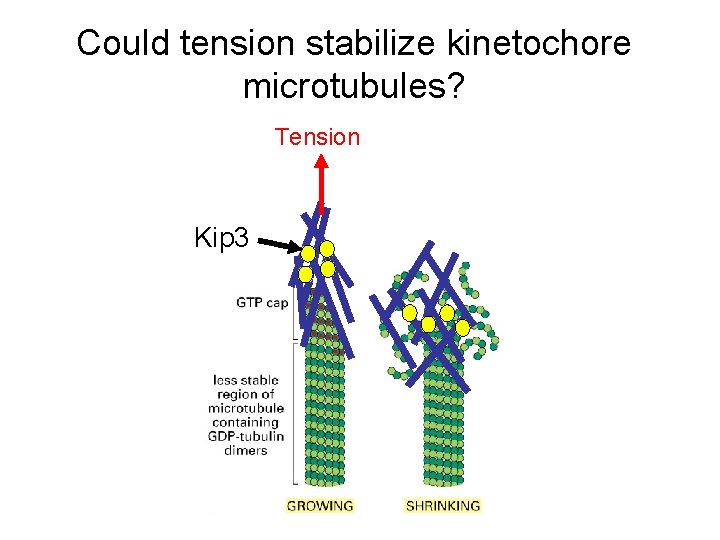 Could tension stabilize kinetochore microtubules? Tension Kip 3 