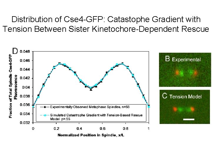 Distribution of Cse 4 -GFP: Catastophe Gradient with Tension Between Sister Kinetochore-Dependent Rescue 