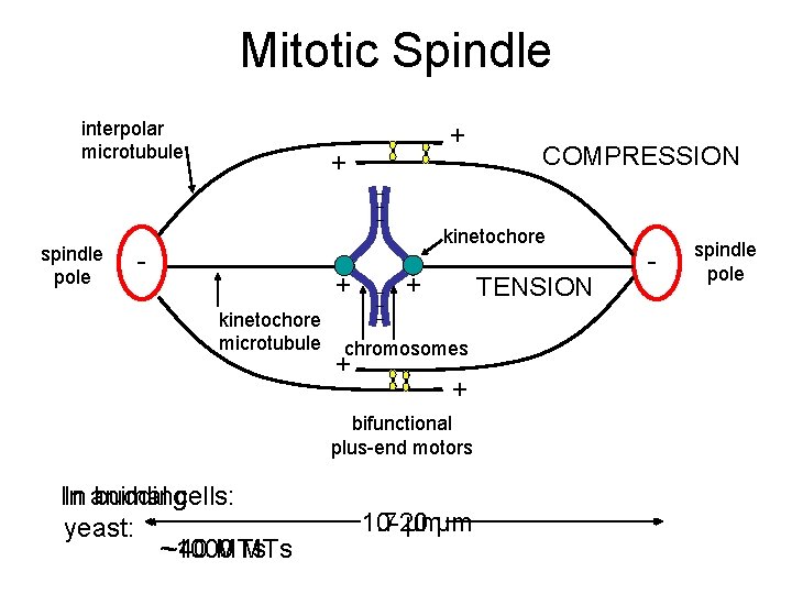 Mitotic Spindle interpolar microtubule + COMPRESSION kinetochore + chromosomes + kinetochore microtubule TENSION +