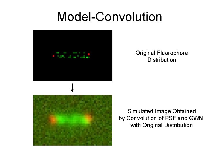 Model-Convolution Original Fluorophore Distribution Simulated Image Obtained by Convolution of PSF and GWN with