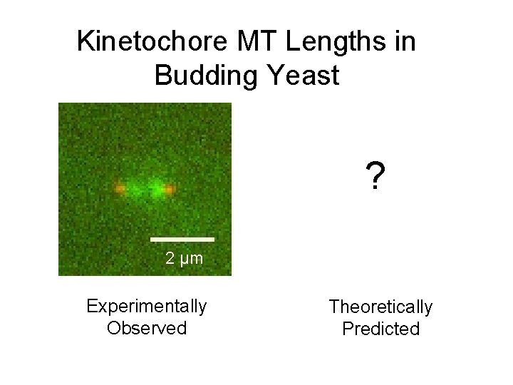 Kinetochore MT Lengths in Budding Yeast ? 2 µm Experimentally Observed Theoretically Predicted 