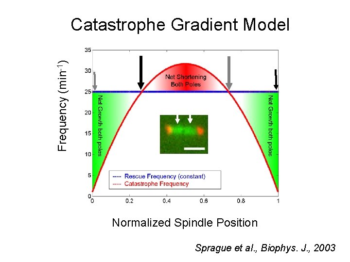 Frequency (min-1) Catastrophe Gradient Model Normalized Spindle Position Sprague et al. , Biophys. J.