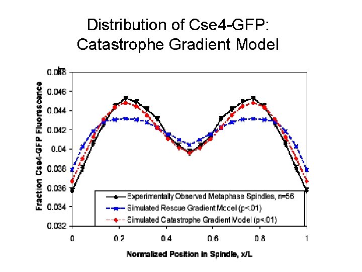 Distribution of Cse 4 -GFP: Catastrophe Gradient Model 