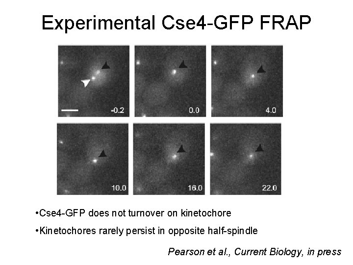 Experimental Cse 4 -GFP FRAP • Cse 4 -GFP does not turnover on kinetochore