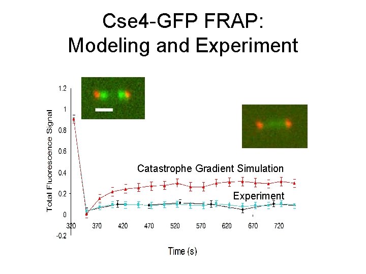 Cse 4 -GFP FRAP: Modeling and Experiment Catastrophe Gradient Simulation Experiment 