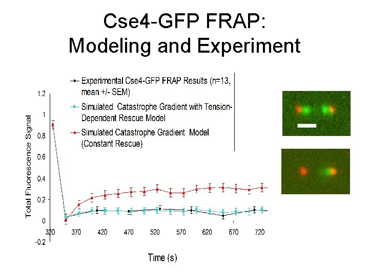 Cse 4 -GFP FRAP: Modeling and Experiment 