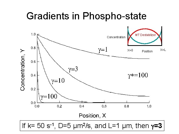 Gradients in Phospho-state MT Destabilizer Concentration X=0 Position X=L If k= 50 s-1, D=5