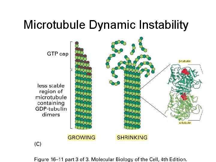 Microtubule Dynamic Instability 