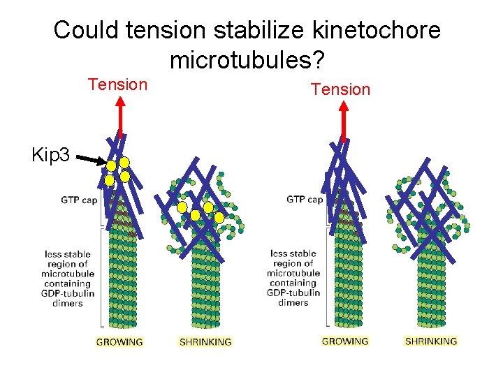 Could tension stabilize kinetochore microtubules? Tension Kip 3 Tension 