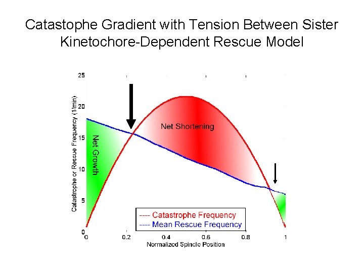 Catastophe Gradient with Tension Between Sister Kinetochore-Dependent Rescue Model 