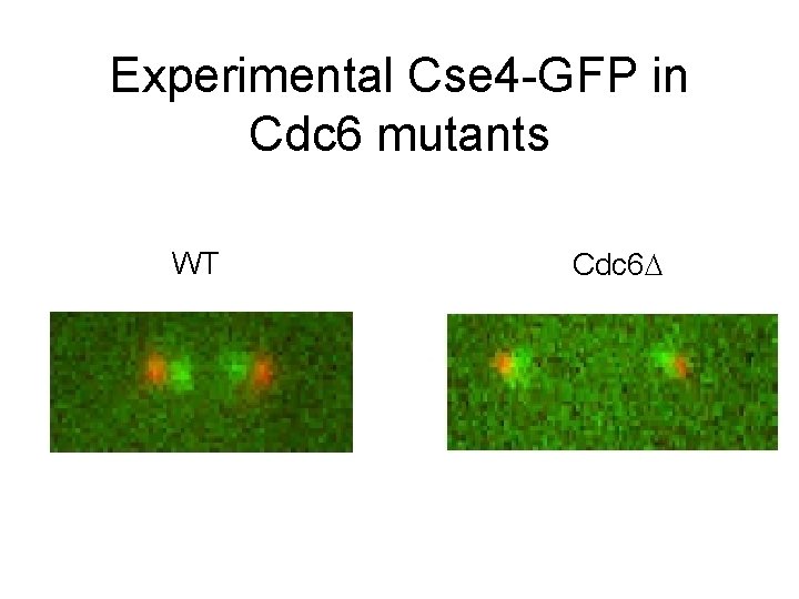 Experimental Cse 4 -GFP in Cdc 6 mutants WT Cdc 6 D 