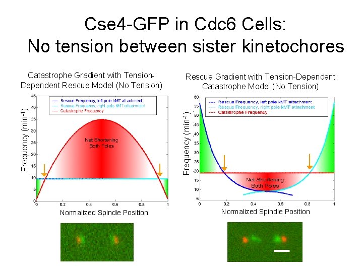 Cse 4 -GFP in Cdc 6 Cells: No tension between sister kinetochores Rescue Gradient