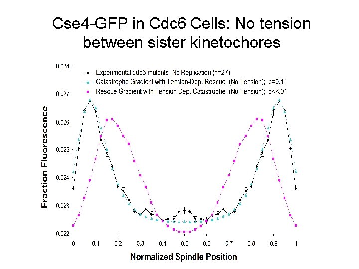 Cse 4 -GFP in Cdc 6 Cells: No tension between sister kinetochores 