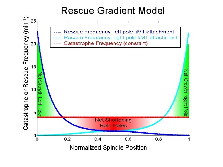 Catastrophe or Rescue Frequency (min-1) Rescue Gradient Model Normalized Spindle Position 