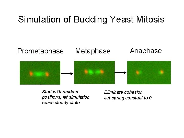 Simulation of Budding Yeast Mitosis Prometaphase Metaphase Start with random positions, let simulation reach