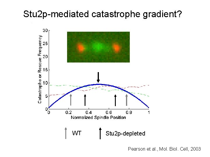 Stu 2 p-mediated catastrophe gradient? WT Stu 2 p-depleted Pearson et al. , Mol.