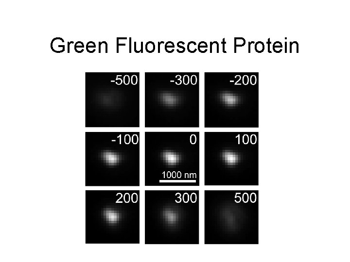 Green Fluorescent Protein 