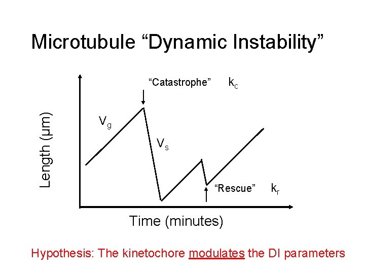 Microtubule “Dynamic Instability” kc Length (µm) “Catastrophe” Vg Vs “Rescue” kr Time (minutes) Hypothesis: